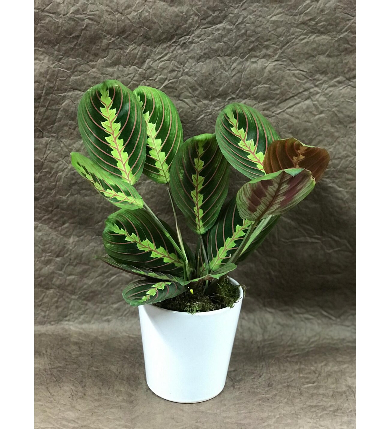 Dua Çiçeği: Evde Sağlıklı Yetiştirme Yöntemleri