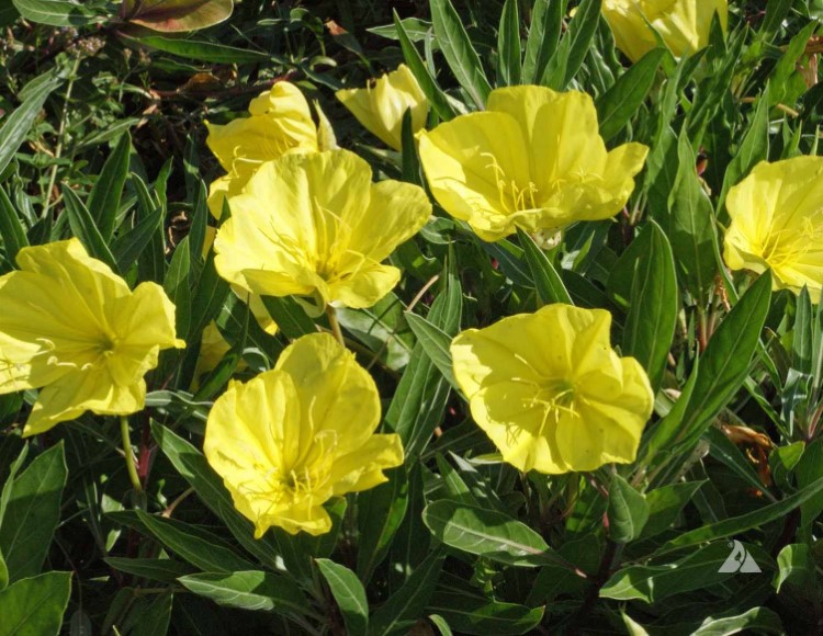 Ezan Çiçeği Bakım Rehberi: Büyüleyici Çiçekler İçin İpuçları