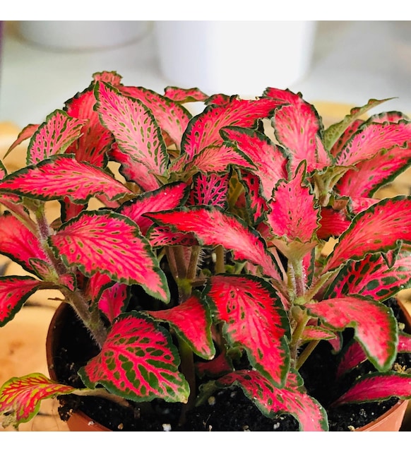 Fittonia Bitkisi: Işık, Sıcaklık ve Sulama Rehberi | Bakım Planıyla Birlikte 🌿