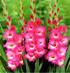 Glayör Çiçeği Bakımı: İpuçları ve Stratejiler 🌺