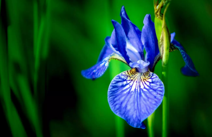 İris Çiçeği Bitki Bakım Rehberi: Renkli Bahçelerin Vazgeçilmezi