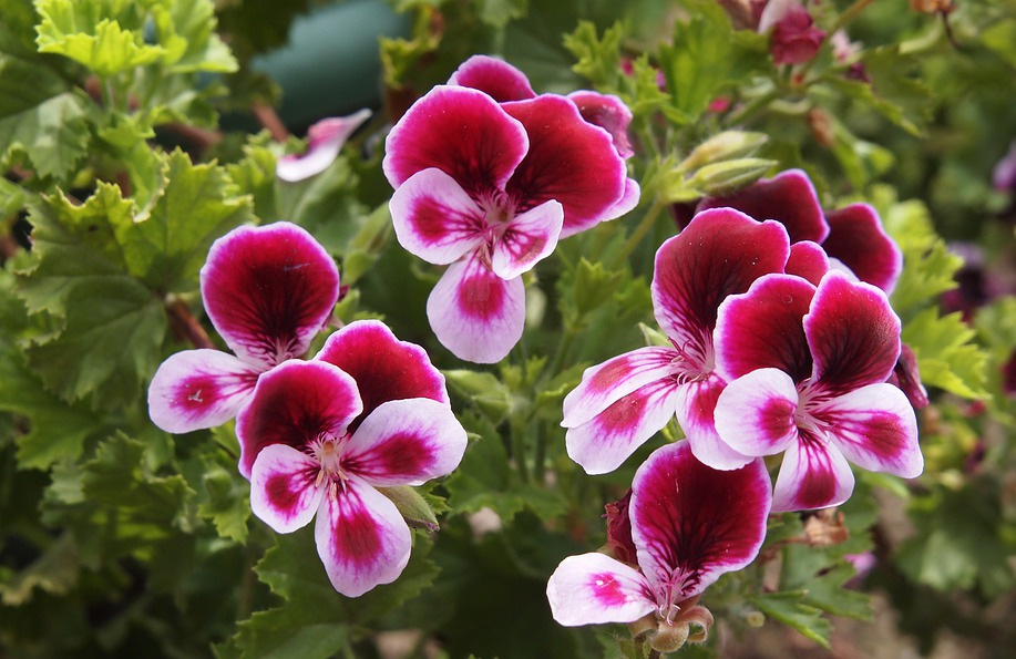 Itır Çiçeği: Faydaları ve Kullanım Alanları