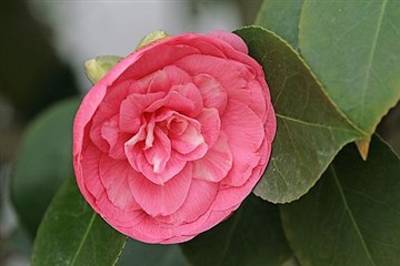 En Nadide Çiçek “Kırmızı Kamelyalar”