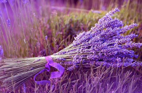 Lavanta Yetiştirmenin 7 İpucu: Bakım Planı ve Püf Noktaları 🌿💜