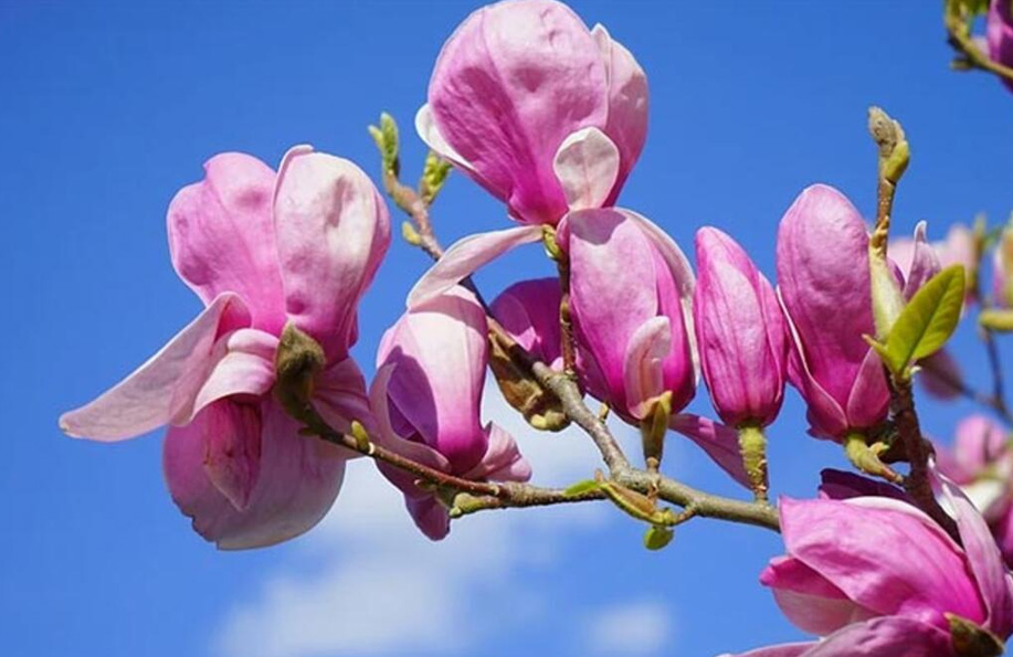 Manolya Çiçeği: Bahçe Peyzajında Estetik Çalışmalar