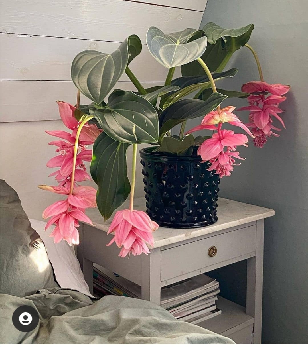 Medinilla Çiçeği Nasıl Canlandırılır?