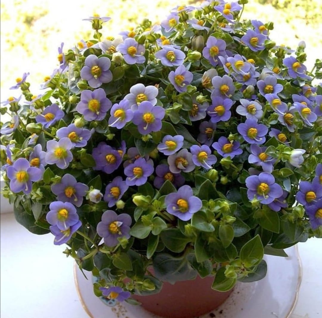 Pers Menekşesi 🌸: Güzelliği ve Bakımı