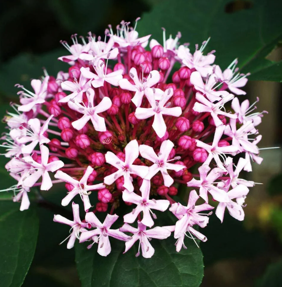 Rus Ortancası Çiçeği: Bahçenizi Güzelleştirmenin Yolu