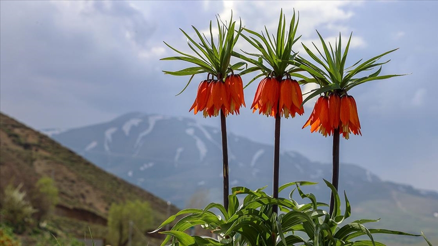 Nadir Ters Laleler: Genetik Mutasyonun Sonucu