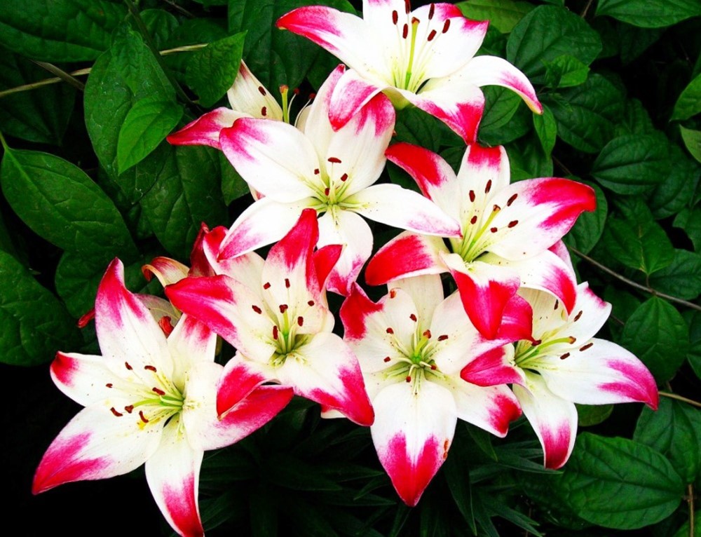 Zambak Çiçeği Bakımı: Pratik İpuçları | Sağlıklı ve Uzun Ömürlü Çiçekler