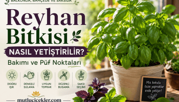 Balkonda Reyhan Yetiştirme Rehberi