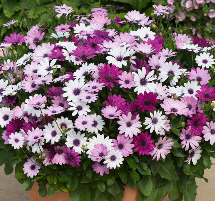 🌼 Bodrum Papatyası Bakım Rehberi: Akdeniz Esintisini Bahçenize Taşıyın!