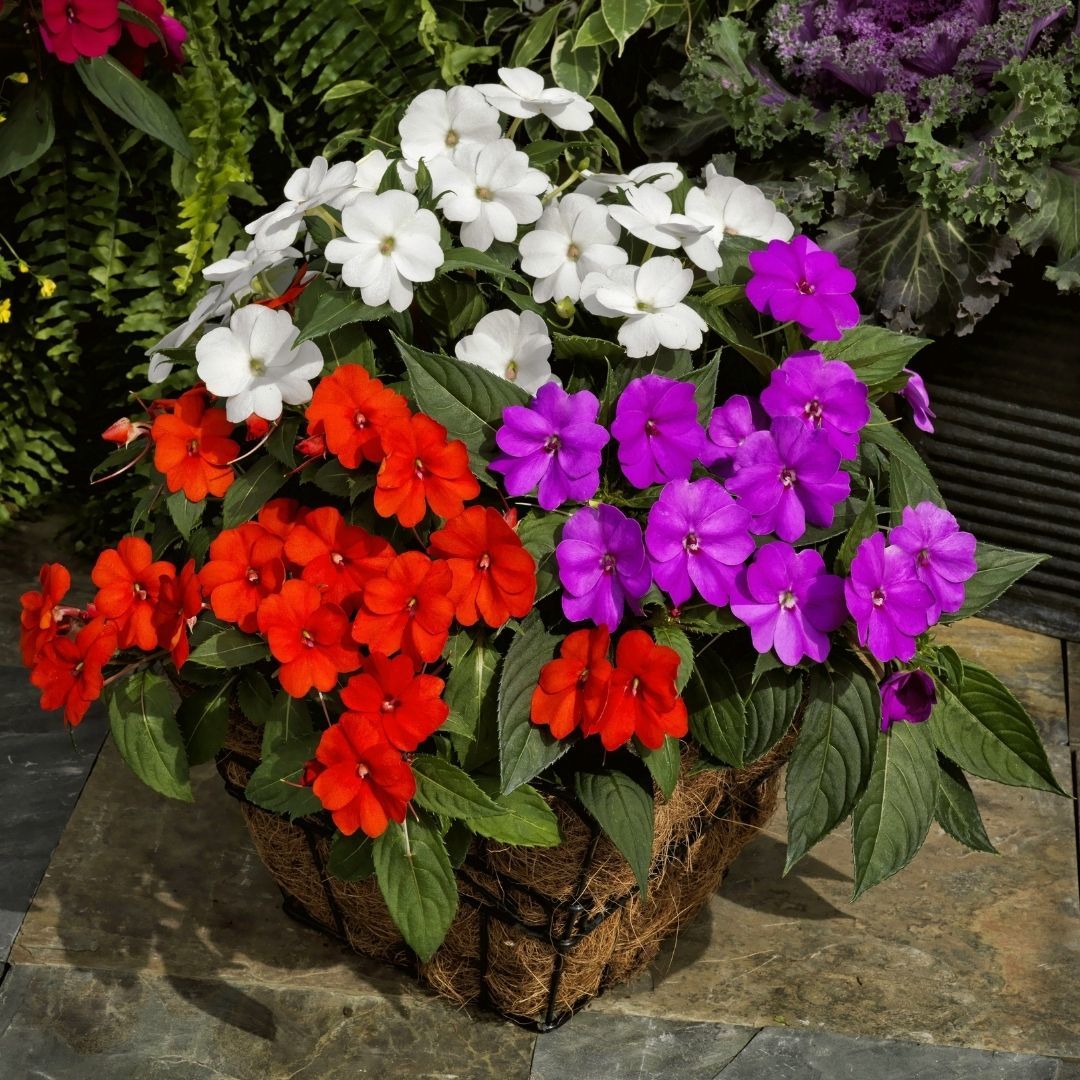 Cam Güzeli Çiçeği Bakım Rehberi: Yetiştirme ve Püf Noktaları