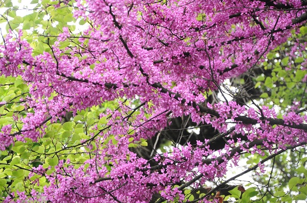 Zeymuran Çiçeği Bakımı Nasıl Olmalıdır? 🌸