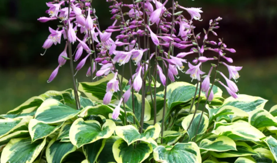 Pansiyon (Hosta) Çiçeği Bakım Rehberi: Gölge Bahçelerin Gözdesi