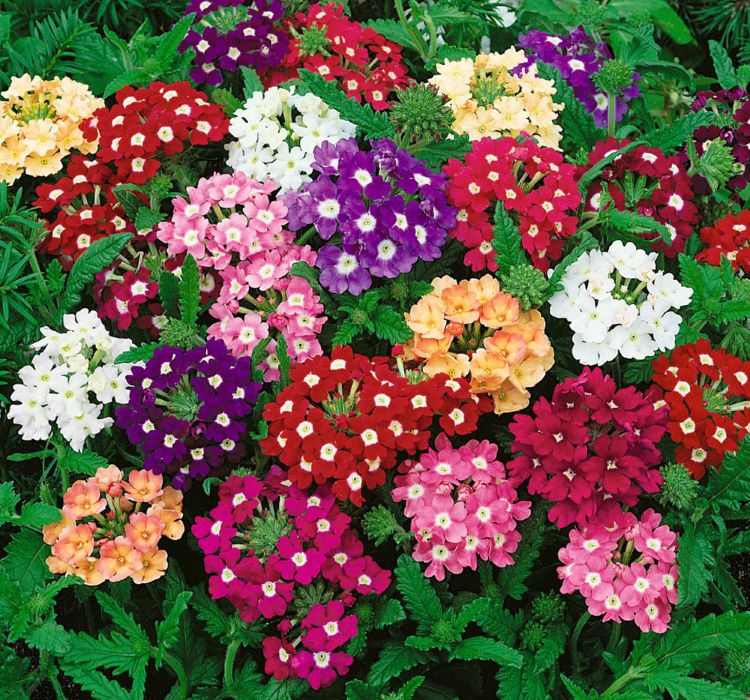 Mine Çiçeği Bakımı: İpuçları ve Yöntemler