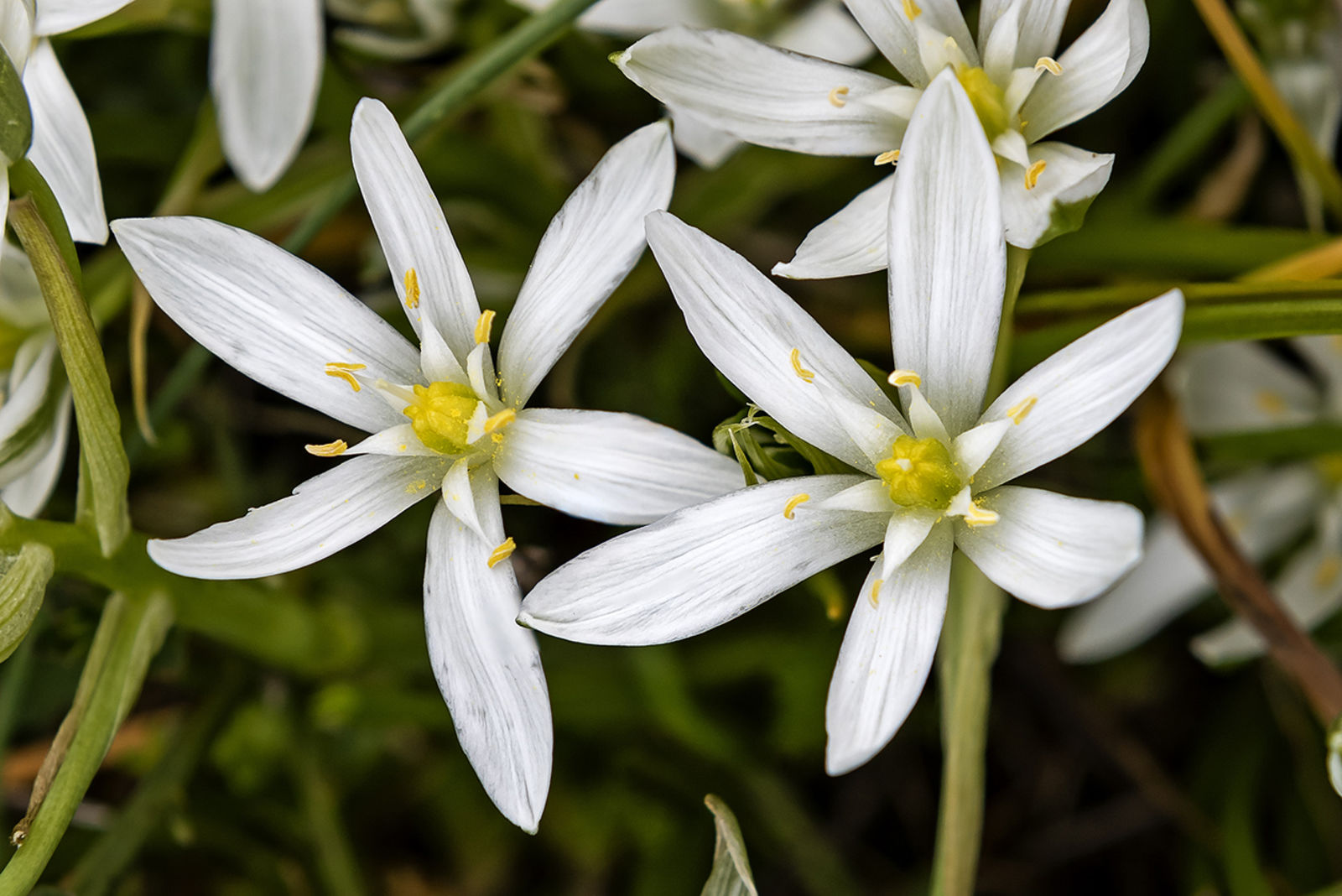 Ornithogalum (Çoban Yıldızı) Çiçeği Yetiştirme Rehberi: Zarif Çiçekler İçin Uzman İpuçları