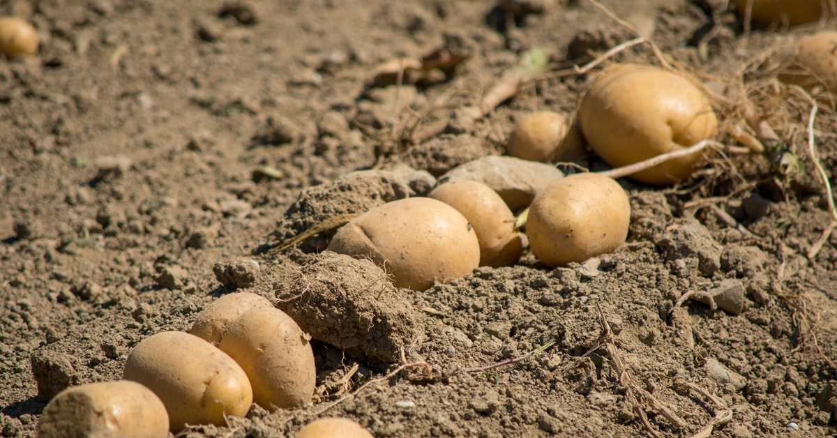 Patates Yetiştiriciliği: Başarılı Adımlar