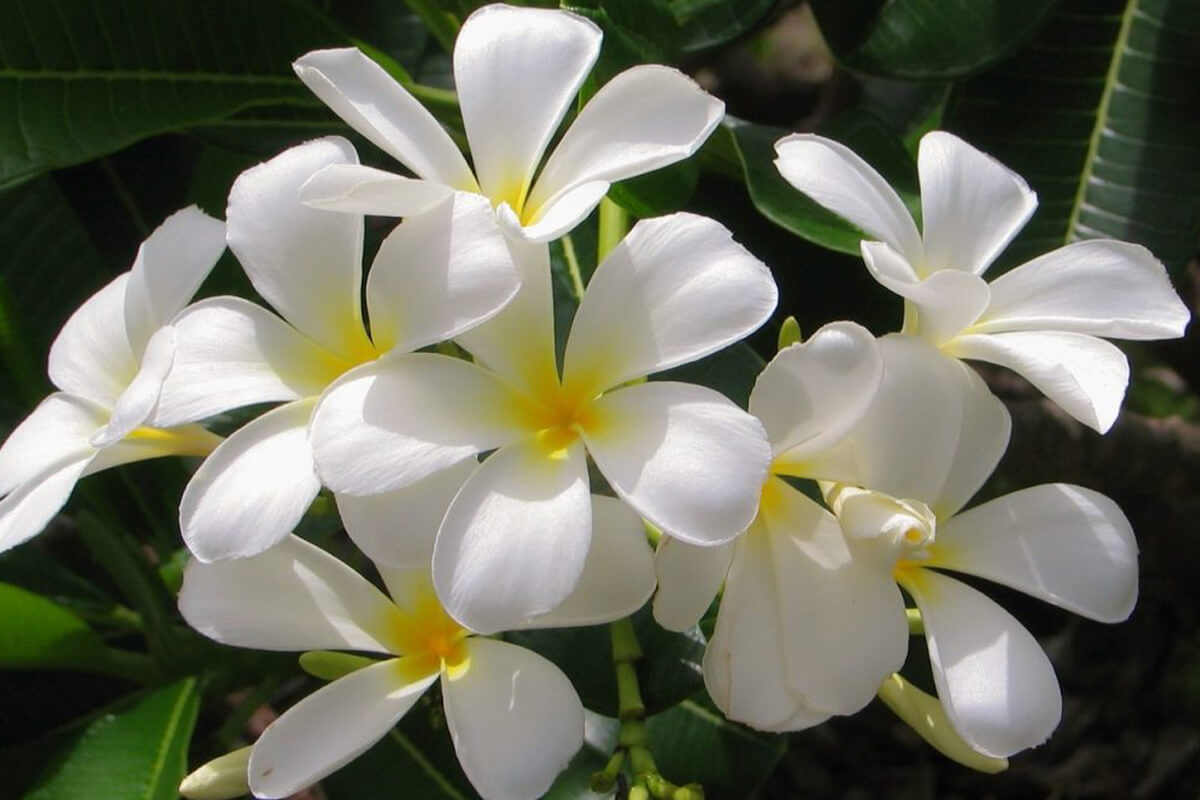 Yasemin Çiçeği Bakım Rehberi: Göz Alıcı Güzelliği ve Mis Kokusu ile Yasemin Yetiştirme İpuçları