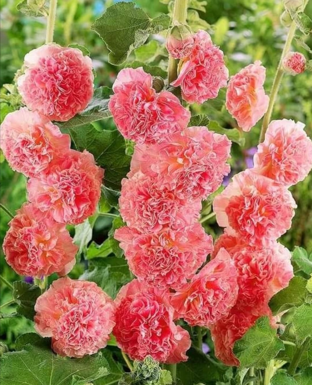 Gül Hatmi Çiçeği: Göz Alıcı Bahçe Dekorasyonu