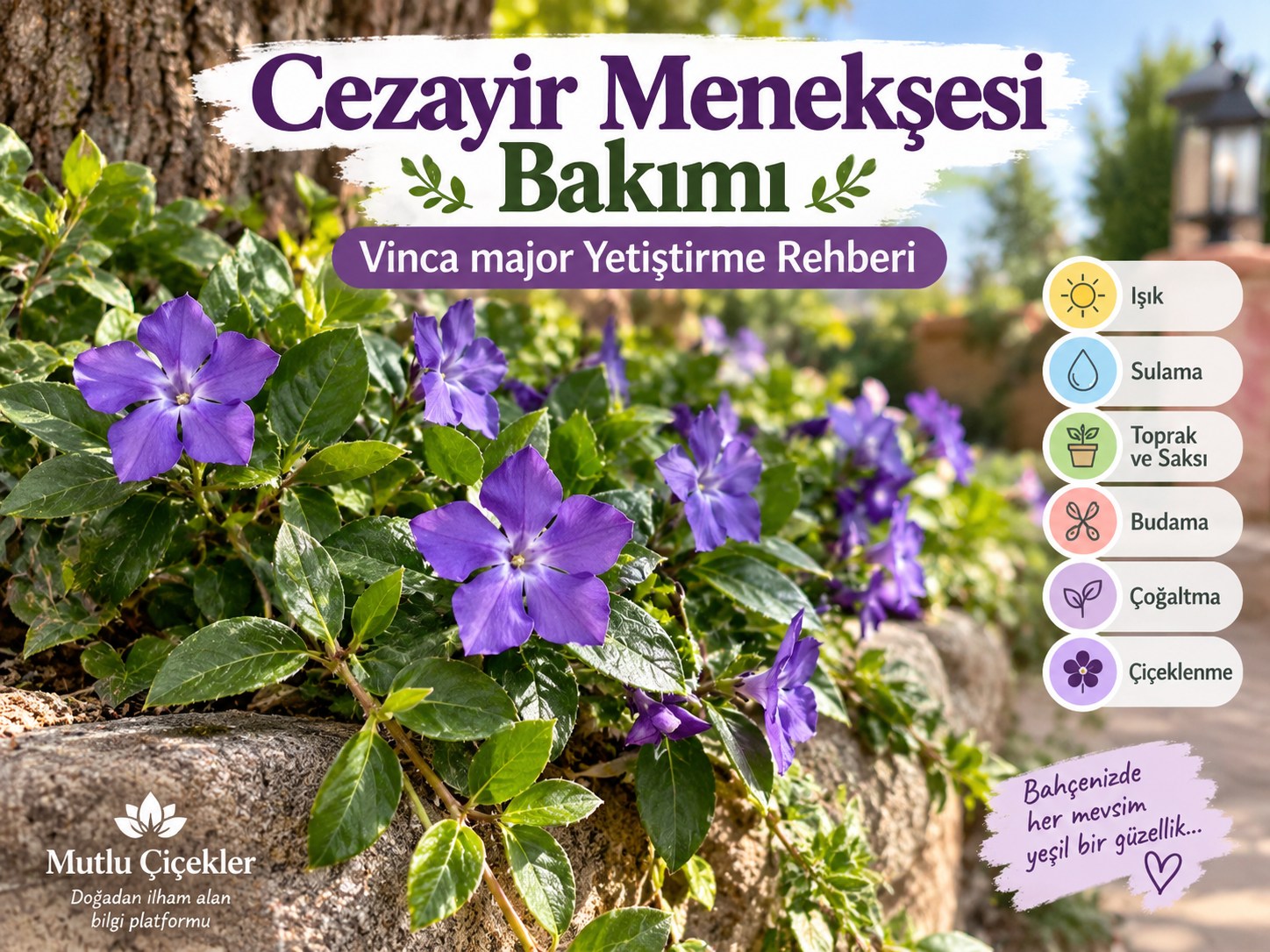 Cezayir Menekşesi Bakım Rehberi