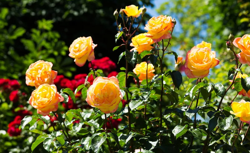 Güllerin Sağlıklı Büyümesi İçin Gereksinimler