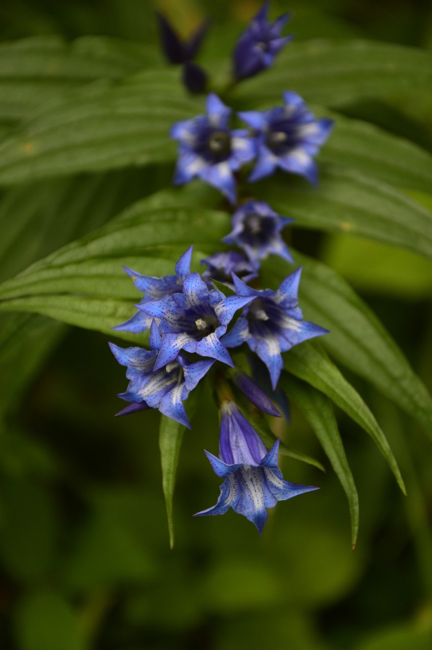 Zil Çiçeği Bakımı: Bahçeniz İçin İdeal Bitki🌸