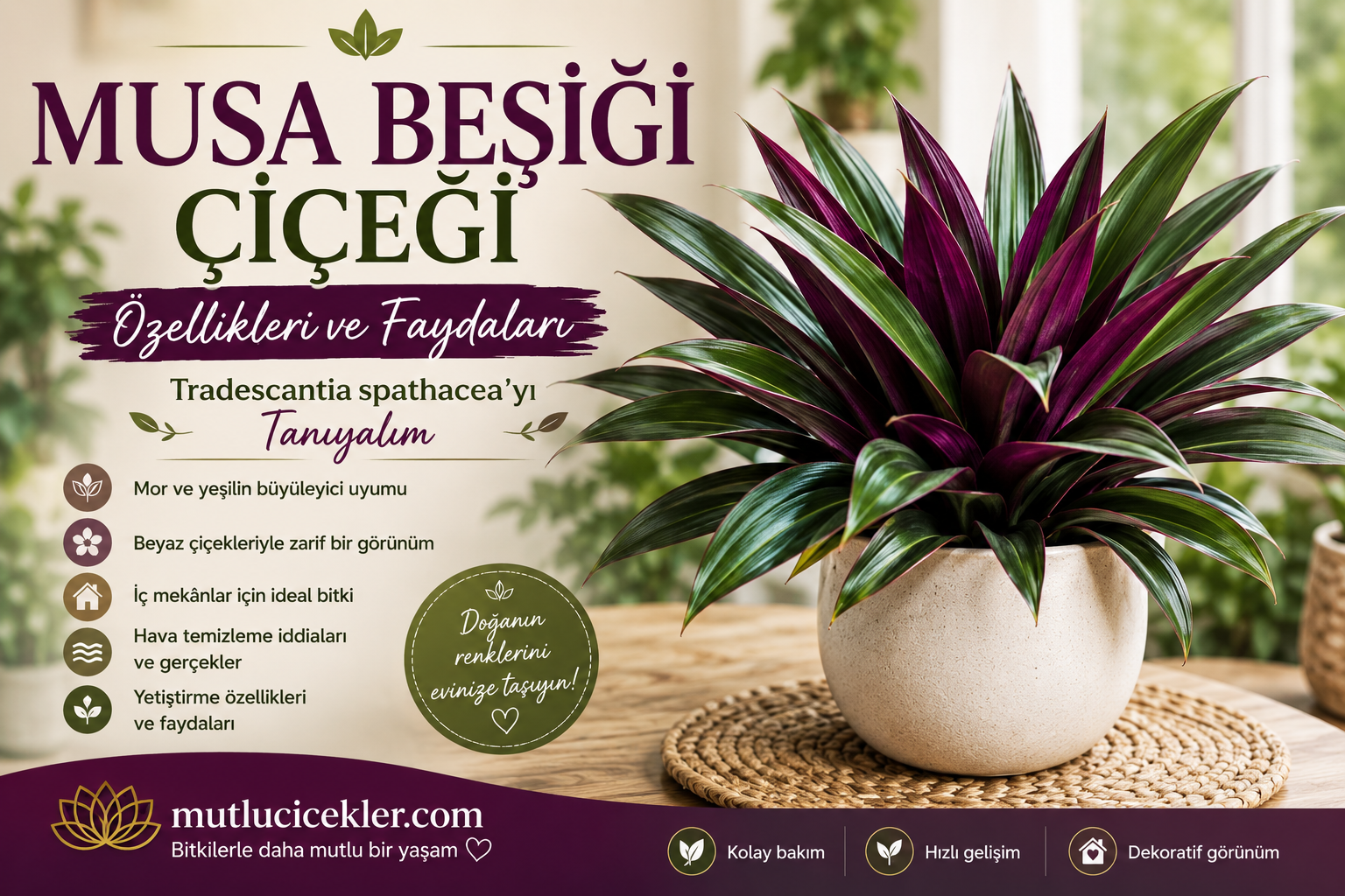 🌿 Musa Beşiği Çiçeği Özellikleri: Tradescantia spathacea’yı Tanıyalım