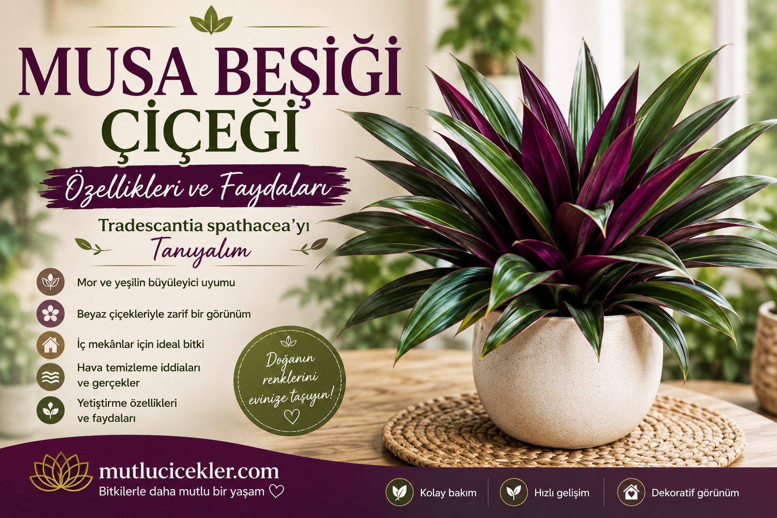 Musa Beşiği çiçeği (Tradescantia spathacea) – üstü yeşil, altı mor rozet yapraklarıyla dekoratif bitki.