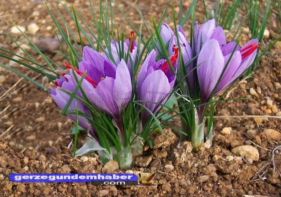 Sinop Çiğdemi: Endemik Güçlülük Ve Koruma