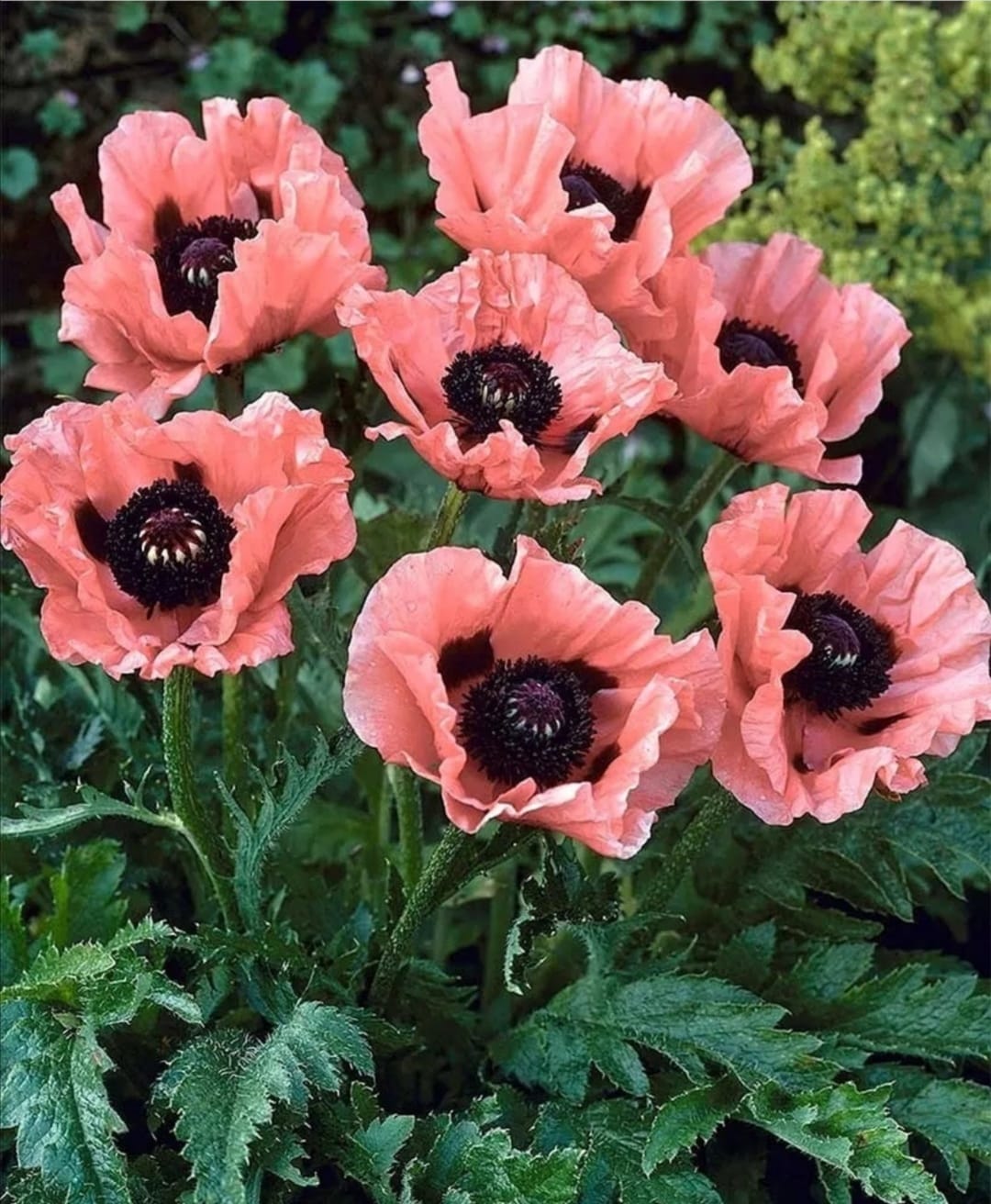 Türk Gelinciği (Impatiens walleriana): Bakım ve Yetiştirme Rehberi 🌸