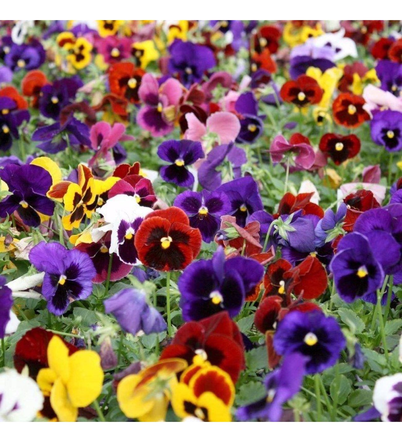 Kış Çiçeği Viola: Renkli Bahçeler İçin İpuçları