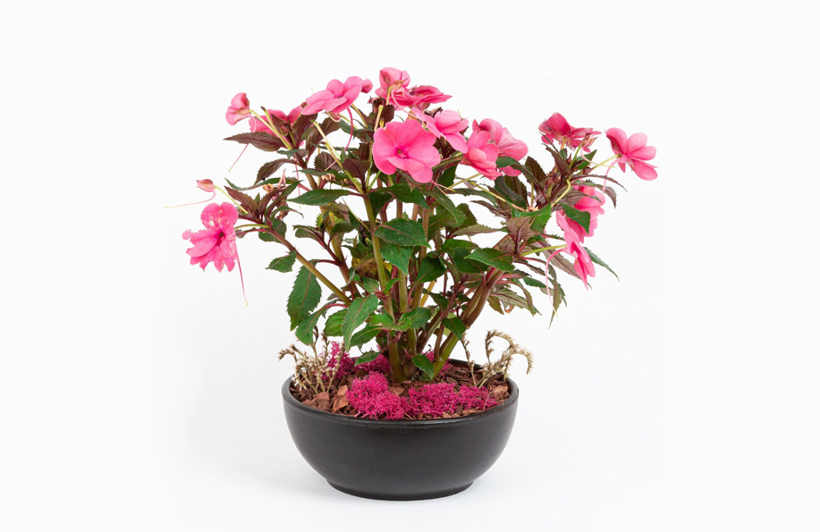 Cam Güzeli Bakım Rehberi: Hastalıklar ve Çoğaltma Yöntemleri