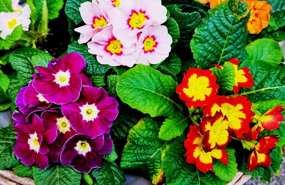 Çuha Çiçeği Bakımı: Püf Noktaları ve Detaylı Rehber 🌸