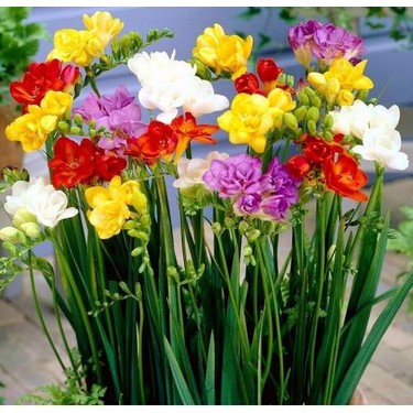 Frezya Çiçeğinizi Nasıl Sağlıklı Tutarsınız?