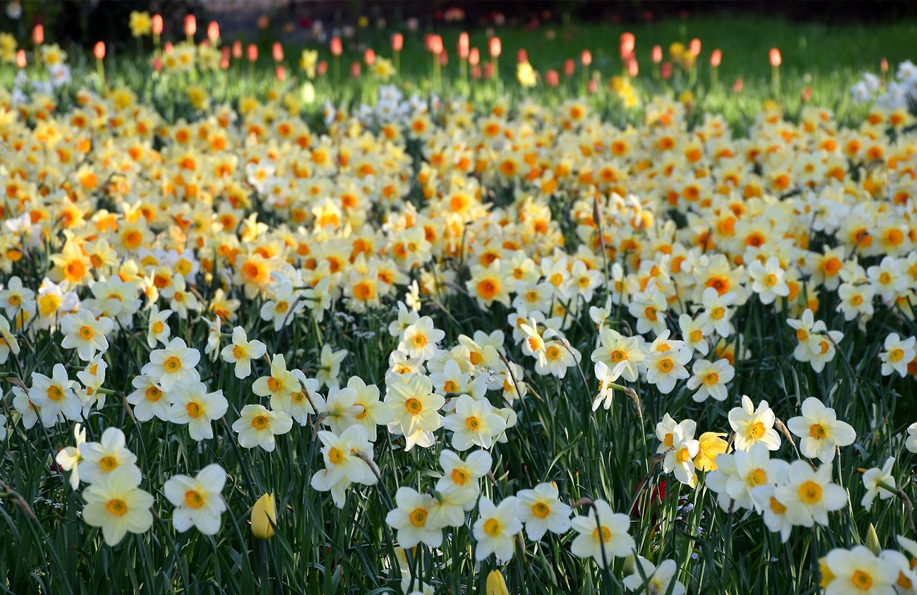 Fulya Çiçeği Bakım Rehberi: Baharın Müjdecisi Fulyalar Nasıl Yetiştirilir?