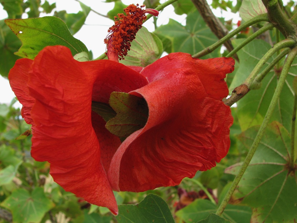 Kokio Çiçeği: Hawai’nin Nadir Güzelliği