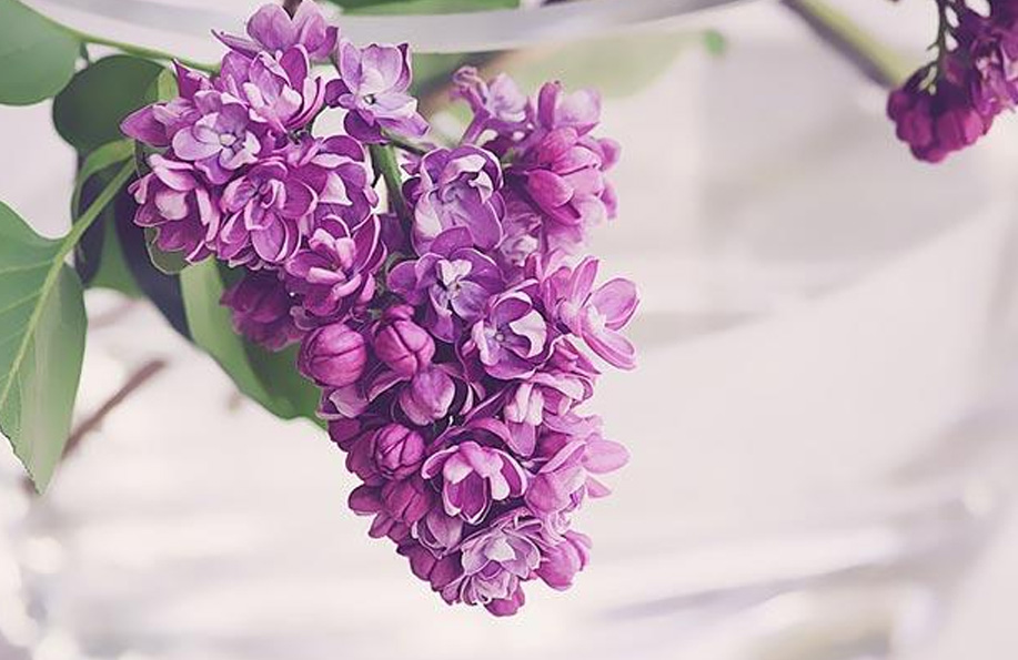 🌸 Leylak: Bahçelerin Gözdesi ve Kokulu Çiçekler