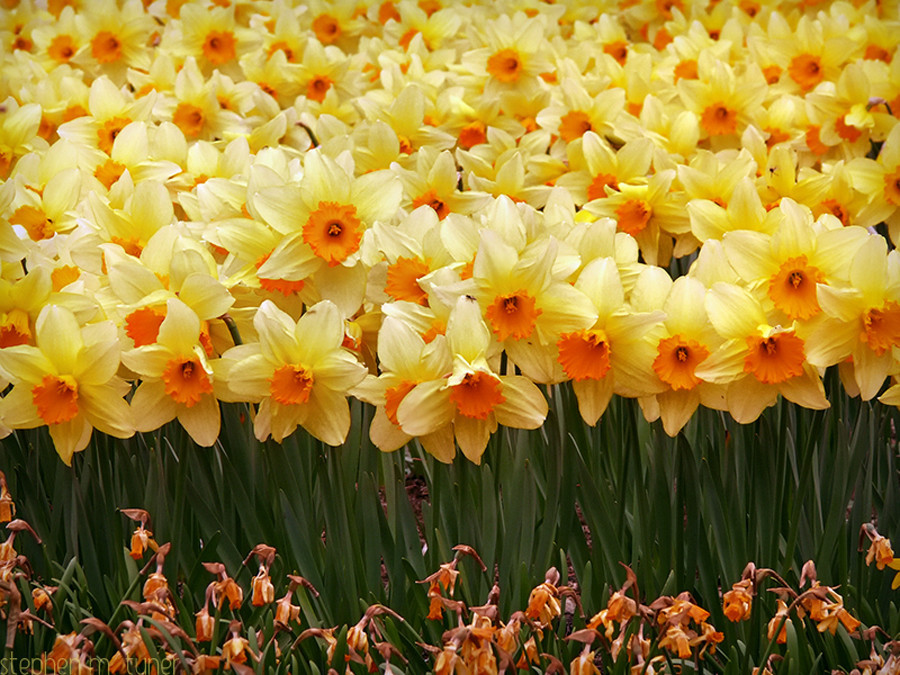 Baharın Müjdecisi: Mart Bitkileri ile Yenilenme Zamanı 🌼