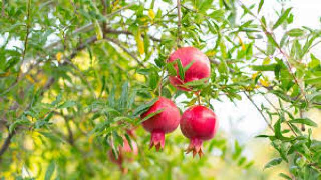 🍎 Nar Ağacı Bakımı: Doğru Yöntemlerle Bol Meyve