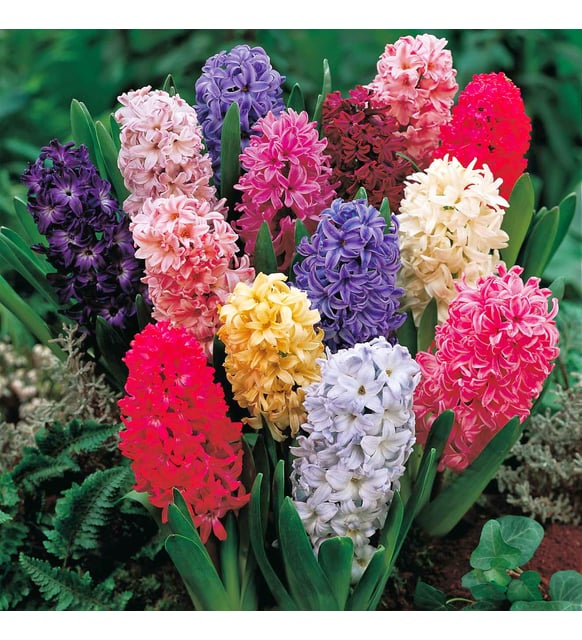 Sümbül Çiçeği Bakımı için 7 Temel İpucu