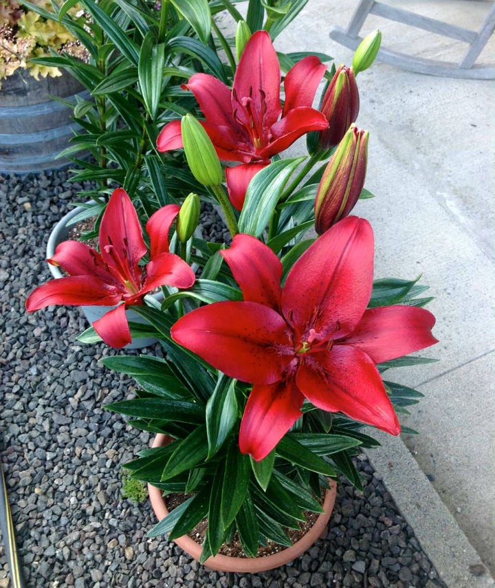 Zambak Bakımı: Sağlıklı Çiçekler İçin 9 İpucu