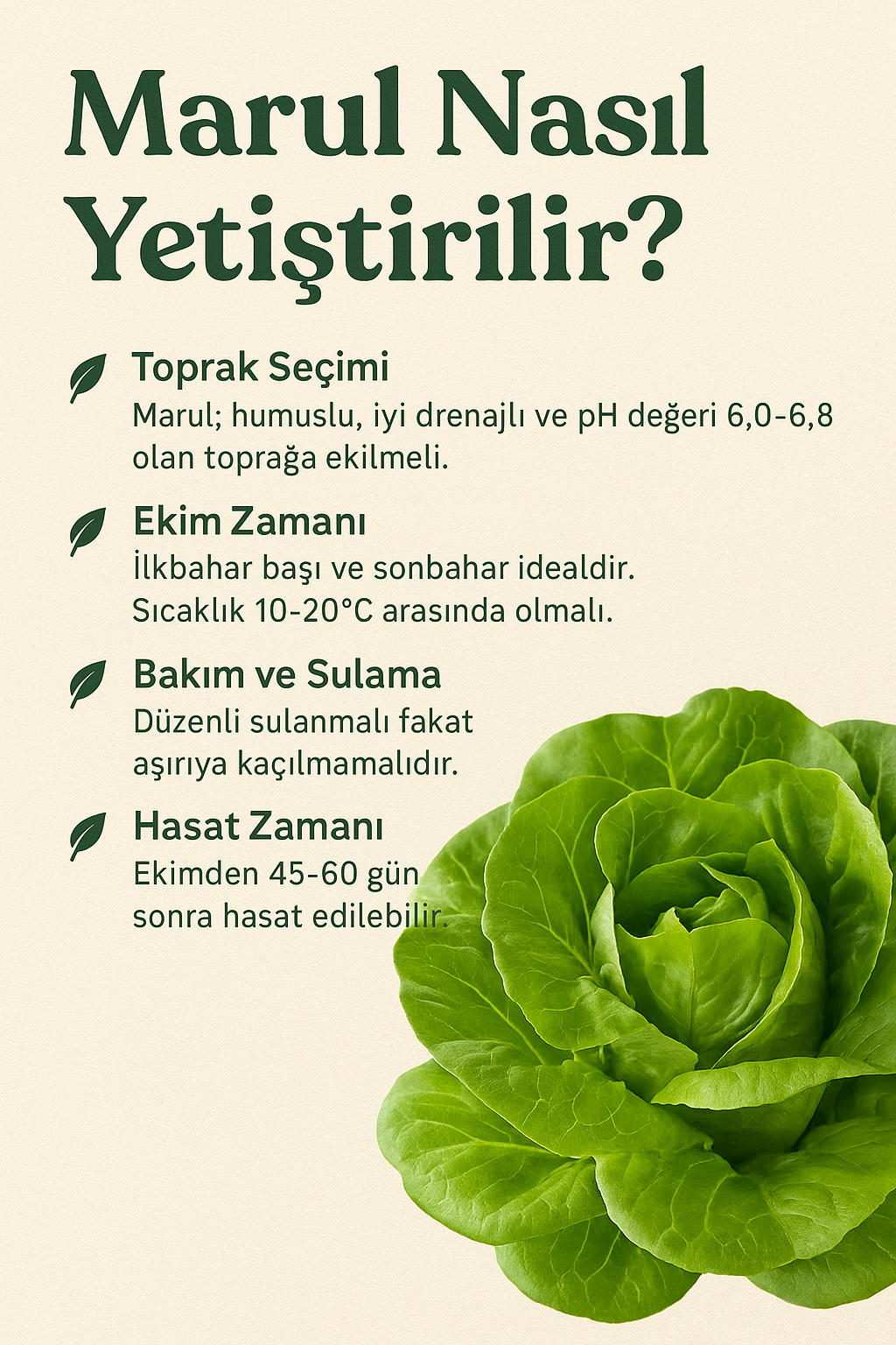 🌿 Evde Marul Nasıl Yetiştirilir? Pratik Tüyolar ve Adım Adım Rehber