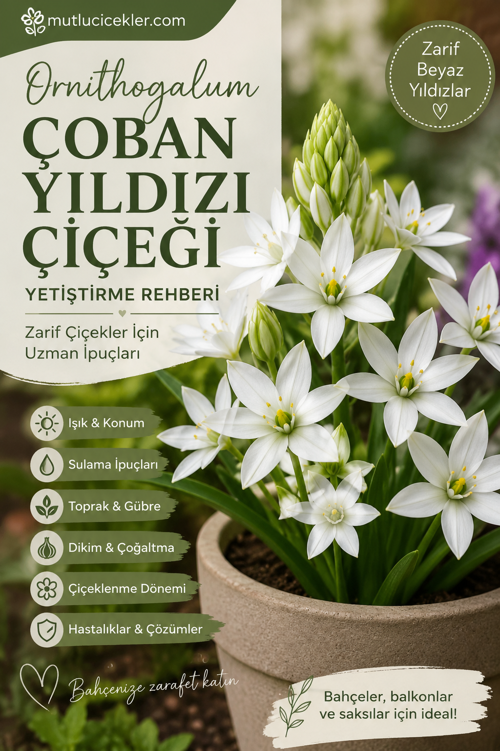 Ornithogalum (Çoban Yıldızı) Çiçeği Yetiştirme Rehberi: Zarif Çiçekler İçin Uzman İpuçları