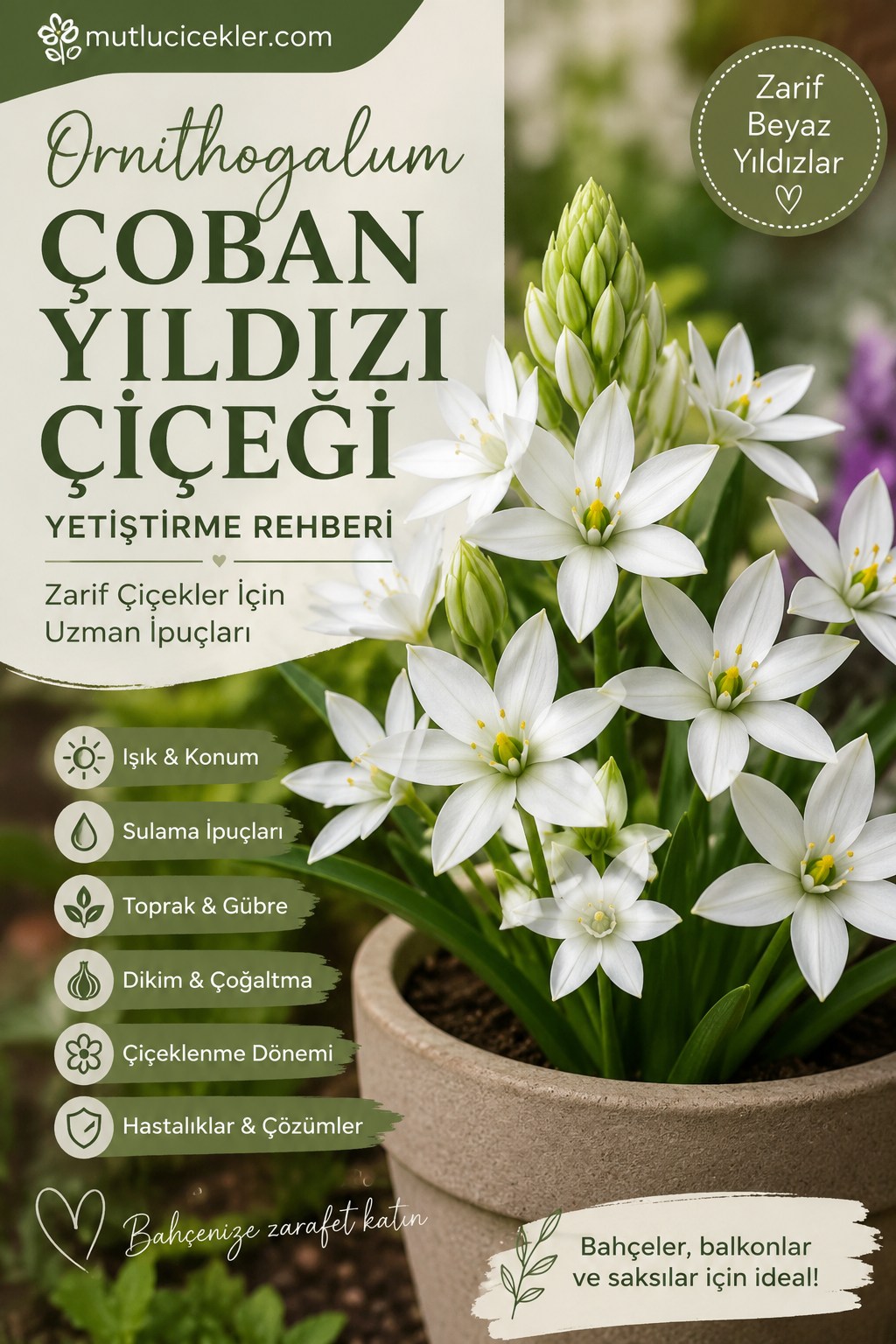 Çoban yıldızı çiçeği rehberi
