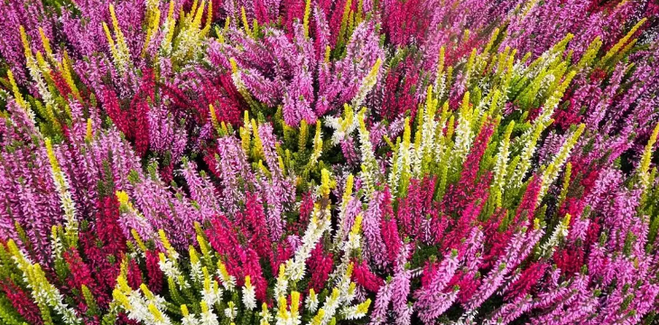 Funda Çiçeği (Calluna Vulgaris) Bakım Rehberi 🌸