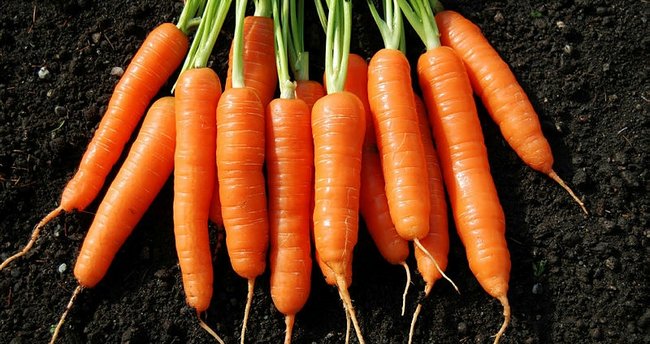 Havuç Yetiştiriciliği: Adım Adım Rehber