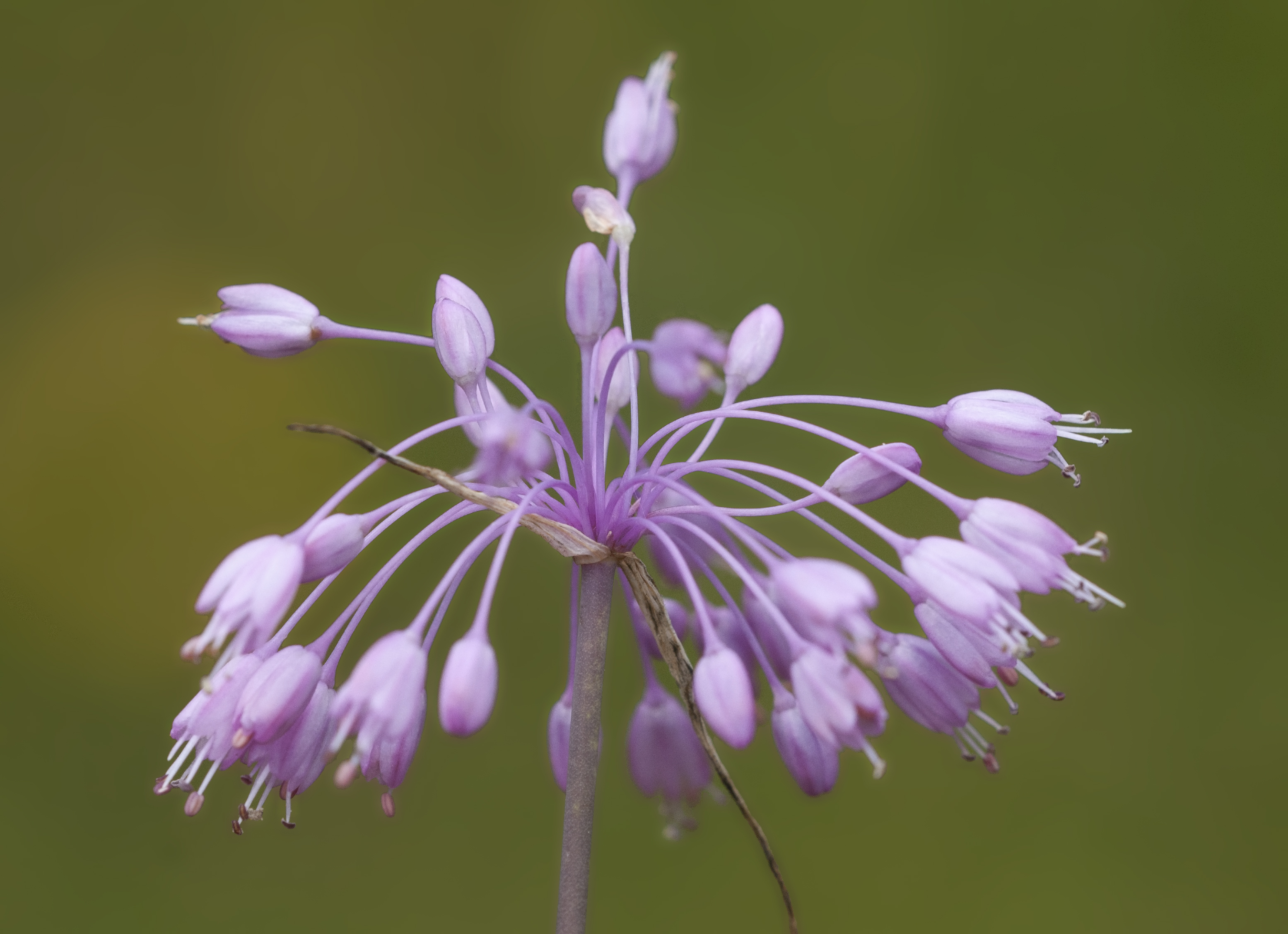 Türkiye’nin Endemik Bitkisi: Uludağ Soğanı Çiçeği