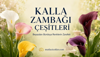 Beyaz, pembe, sarı ve mor kalla zambağı çeşitleri