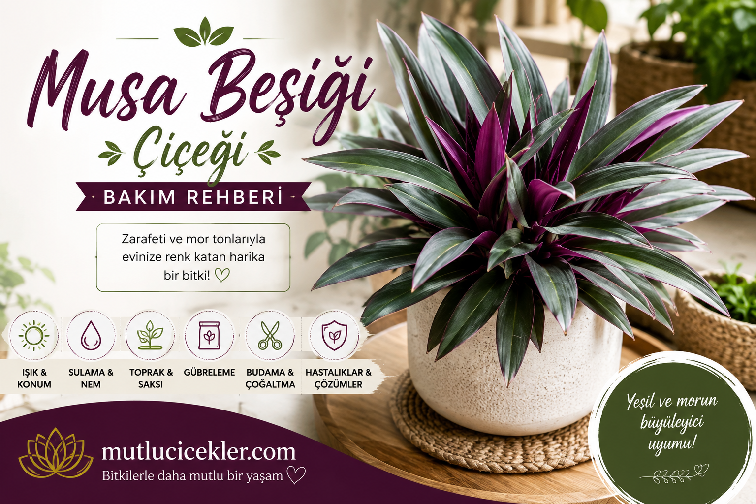 🌸 Musa Beşiği Çiçeği (Spathiphyllum) Bakım Rehberi